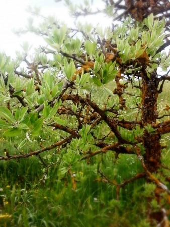Pianta selvatica, presenza di simbiosi con licheni